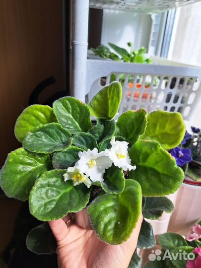 Фиалка белая