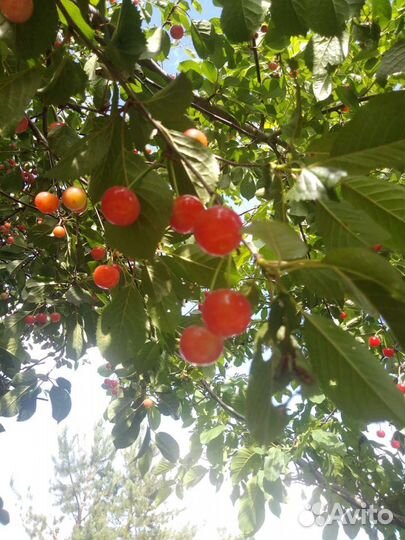 Марель саженцы