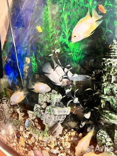 Аквариум вместе с содержимым