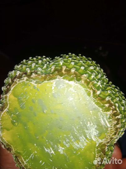 Тыква зелёная на хэллоуин