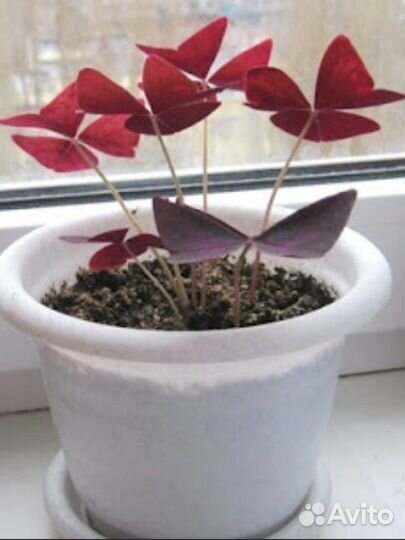 Кислица (Oxalis)