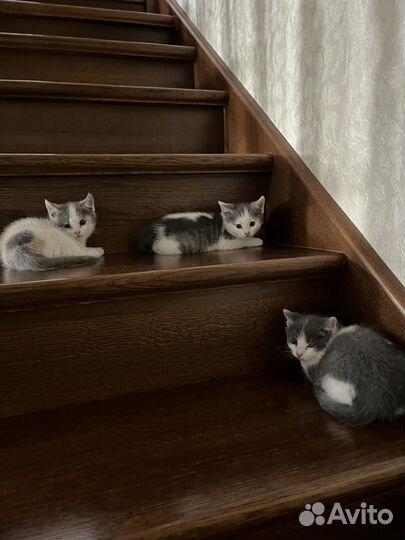 Котята в добрые руки бесплатно