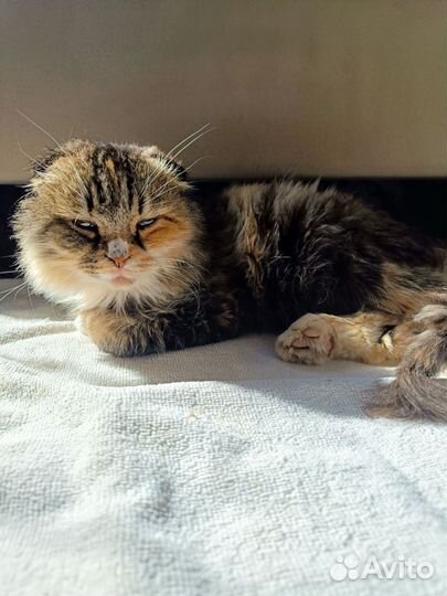 Кошка в дар