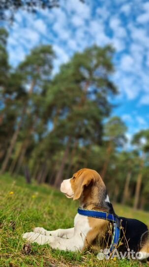 Щенки бигль