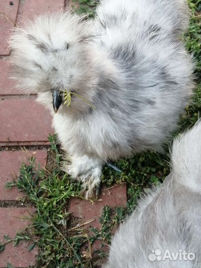 Лакеданзи, Амераукана, Китайские Шелковые