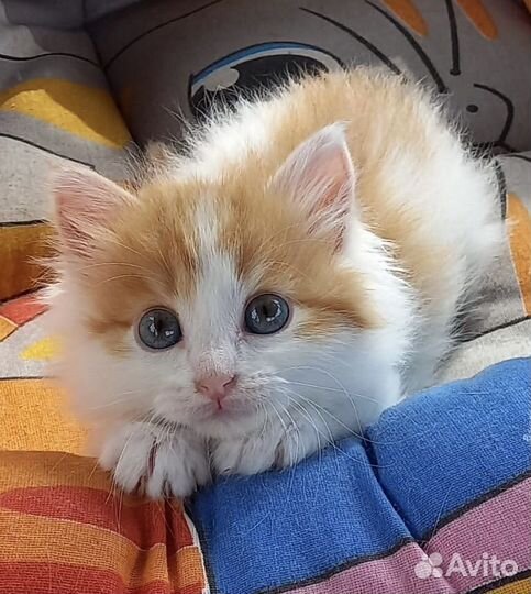 Котята девочки