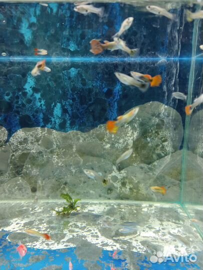 Продаю рыбок