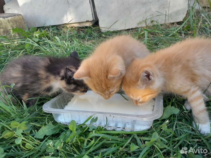 Котята в дар бесплатно