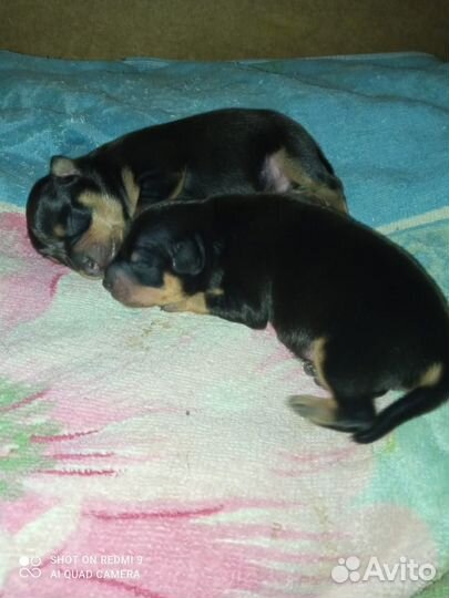 Той-терьер щеночки