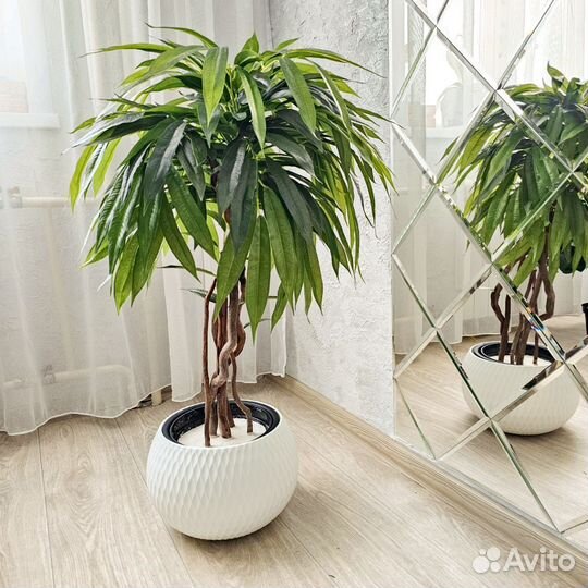 Искусственное дерево манго