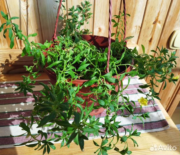 Комнатные растения