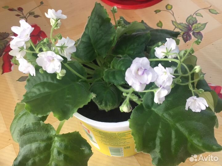 Фиалки сортовые