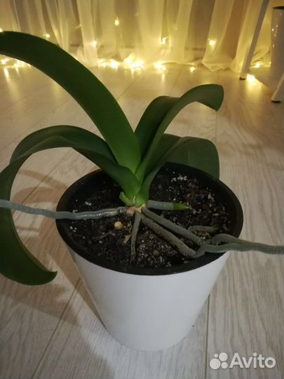 Орхидея фаленопсис