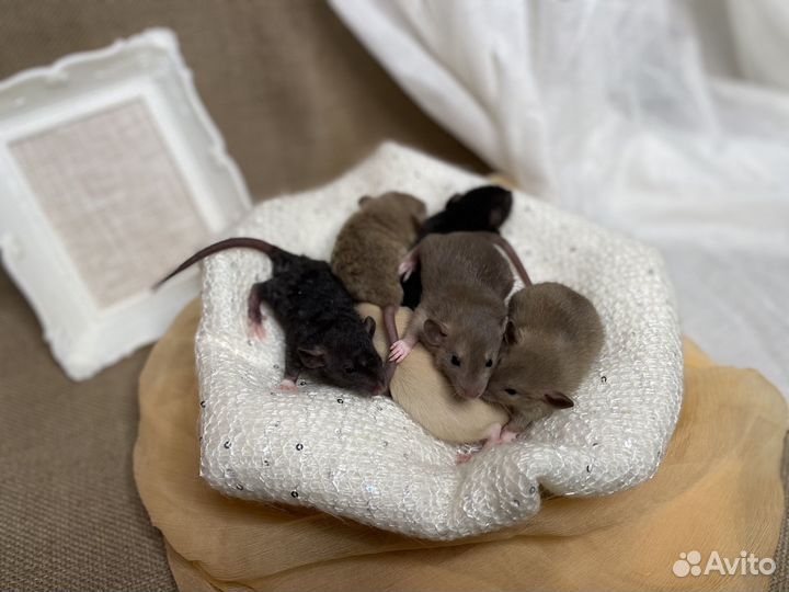Крысята дамбо мальчики