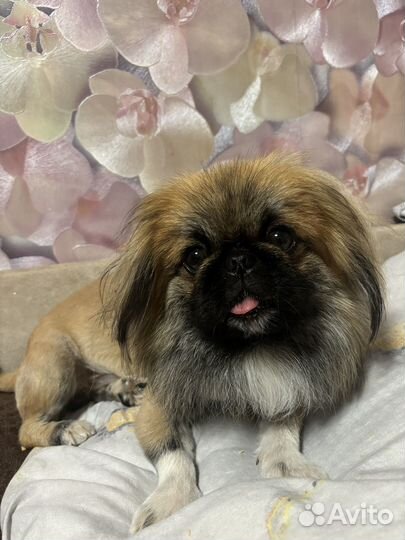 Вязка пикинеса