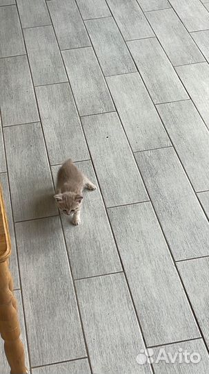 Британские котята