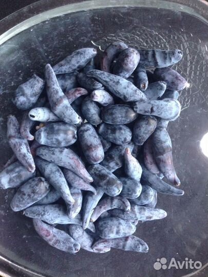 Жимолость ягоды