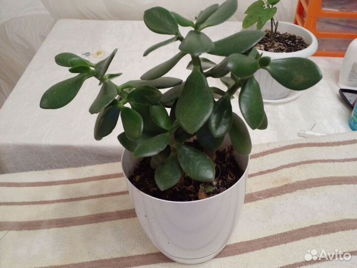 Комнатные цветы