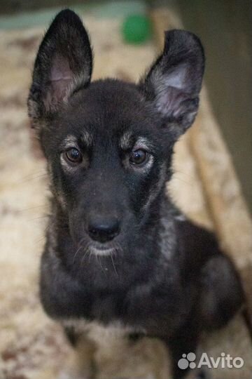 Щенок-овчаренок Дейл в добрые руки