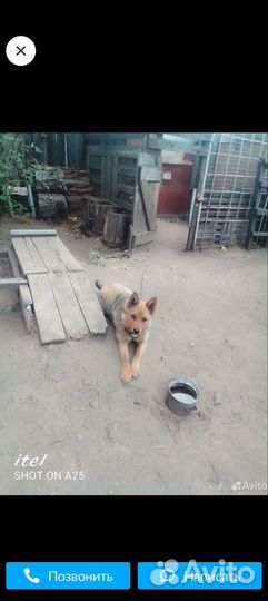 Немецкая овчарка