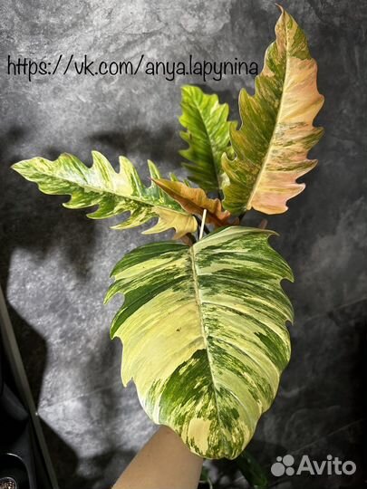 Филодендрон карамель марбл вар