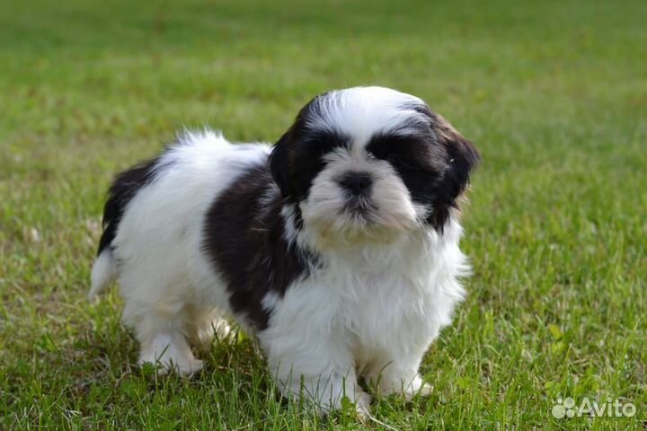 Щенки ши-тцу