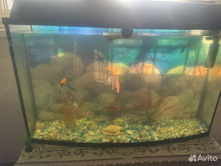 Аквариум с рыбками