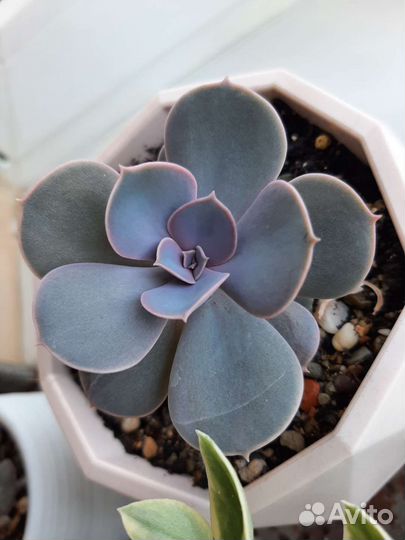 Эхиверия суккуленты