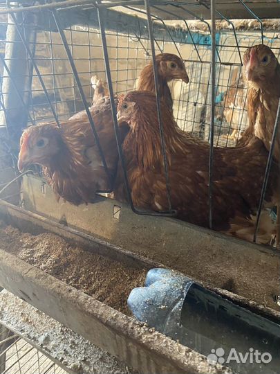 Куры молодки