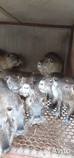 Продаются нутрии живые