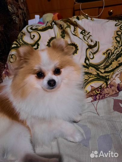 Той-терьер щенки