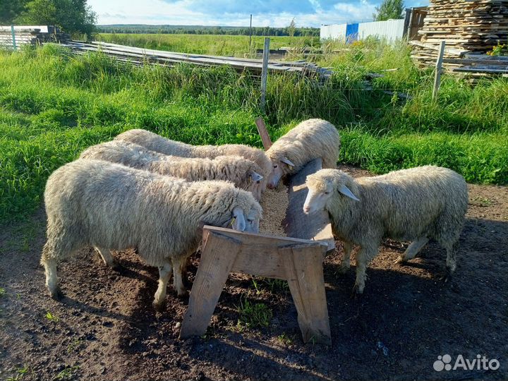 Баран, овцы Куйбышевские на племя