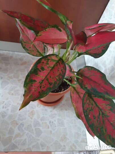 Аглаонема Cherry Bebi