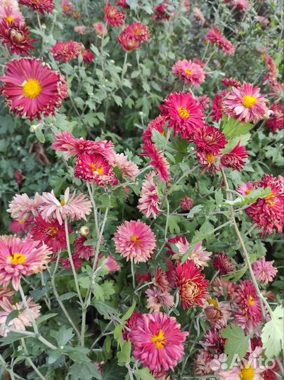 Хризантемы