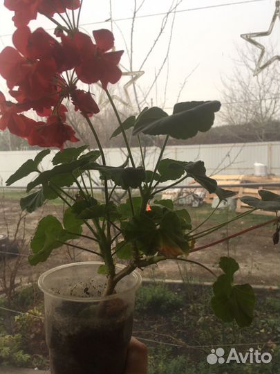 Комнатные цаеты