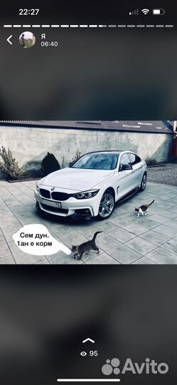 Котята бесплатно