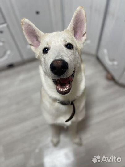 Собака в добрые руки