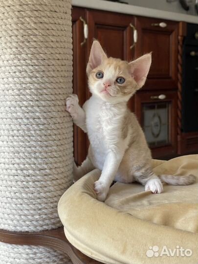 Девон-рекс котенок девочка в разведение