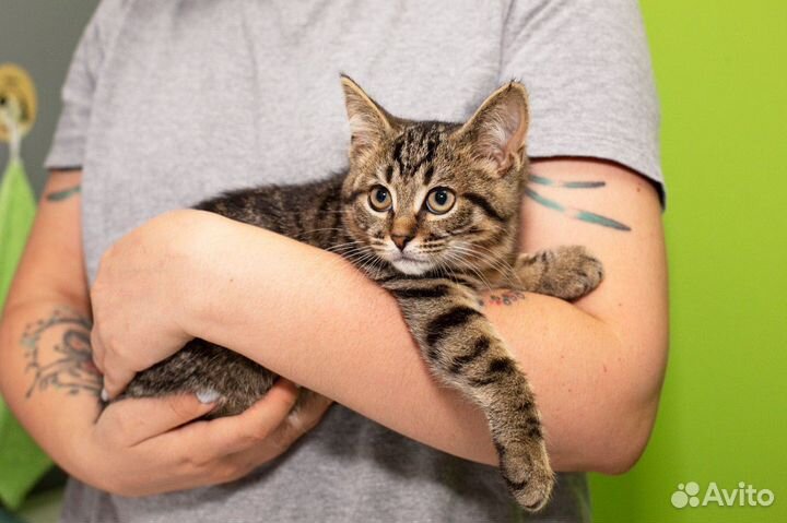 Котенок ищет дом