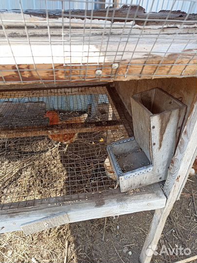 Клетка для кроликов, кур, цыплят