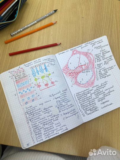 Репетитор по химии и биологии