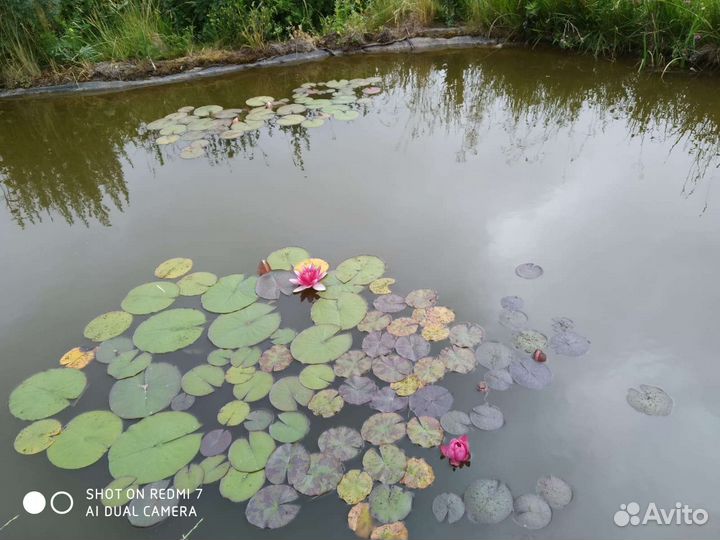 Декаротивный карась, Лилии