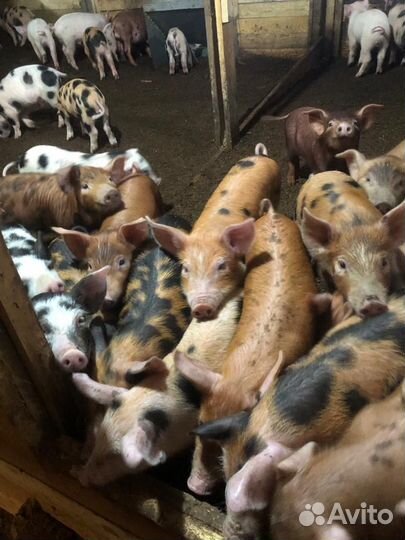 Поросята