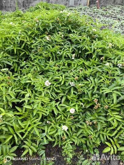 Тибетская малина саженцы