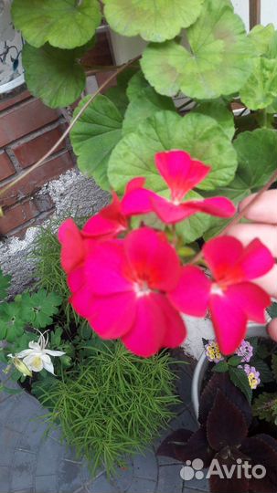 Пеларгонии