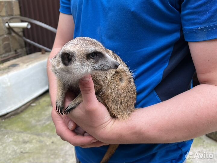 Вязка Сурикат