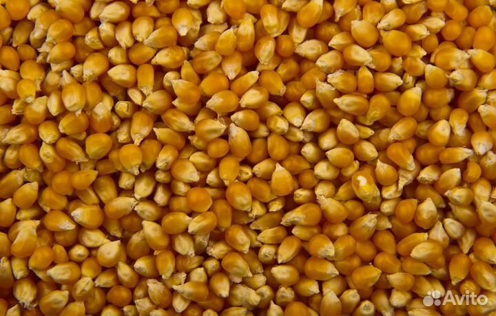 Фуражная пшеница, Фасоль корма