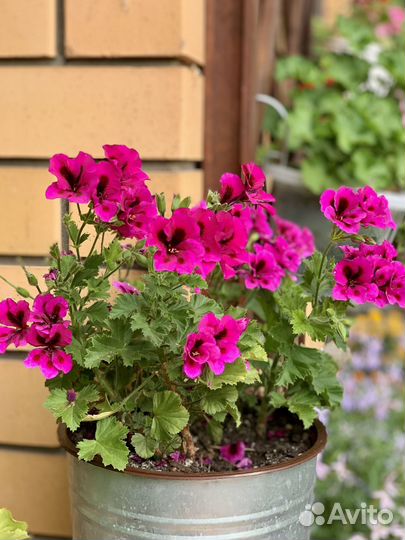 Пеларгония герань Ангел