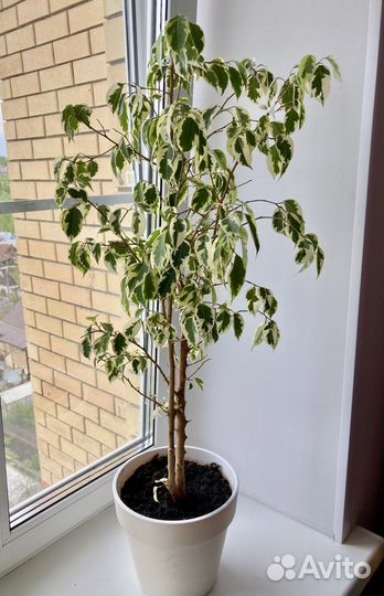 Фикус бенджамина пестролистный