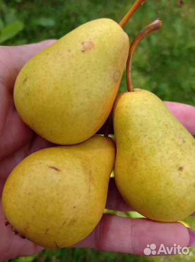Груша на еду